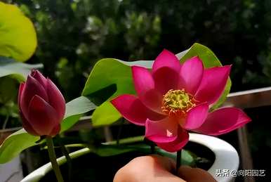 水培碗莲怎么养才能开花？
