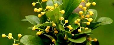 米兰花掉叶子怎么浇白醋，米兰花掉叶子怎么办？