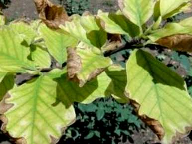 米兰花掉叶子怎么浇白醋，米兰花掉叶子怎么办？
