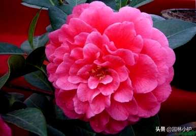 茶花有哪些品种？
