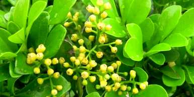 怎么养米兰花？11月怎么养米兰花？