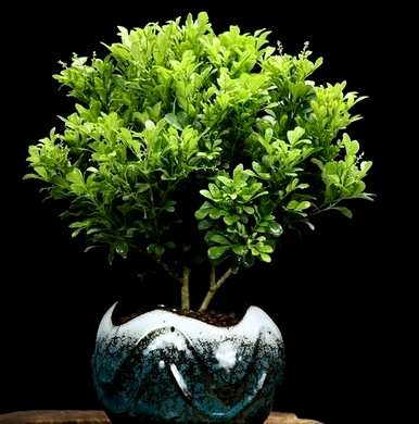 怎么养米兰花？11月怎么养米兰花？