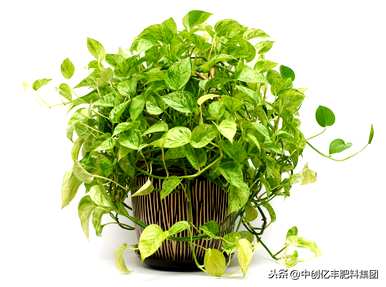 水培绿萝多久换一次水，如何养绿萝水才能更旺盛？