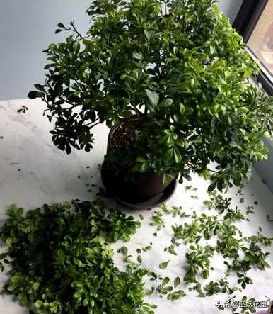 米兰花的养殖方法和注意事项是否可以在夏天暴露在阳光下？
