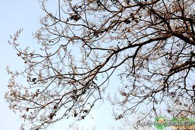 泡桐花的花语和寓意是什么？紫色泡桐花的花语