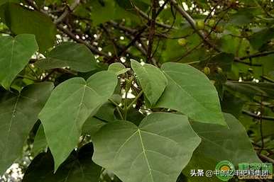 泡桐花的花语和寓意是什么？紫色泡桐花的花语