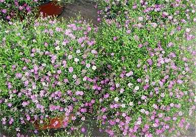 满天星从种子开花，满天星什么时候开花？