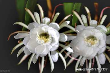 昙花的寓意是什么，昙花的花语和寓意以及图片