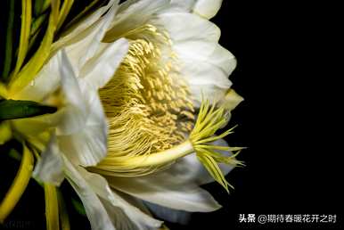 昙花的寓意是什么，昙花的花语和寓意以及图片