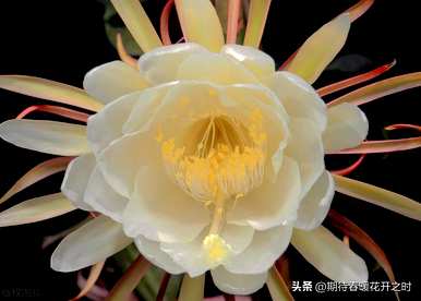 昙花的寓意是什么，昙花的花语和寓意以及图片