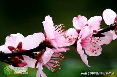 桃花什么时候开放是最好的时间，桃花什么时候开放