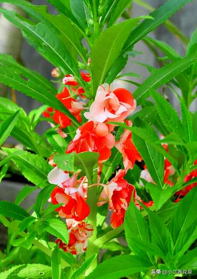如何在凤仙花种植季节种植凤仙花？
