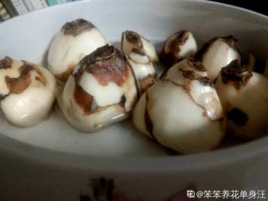 风信子水养修剪方法，风信子开花后如何修剪