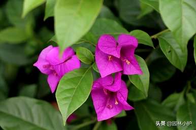 什么花四季盛开，什么花四季盛开？
