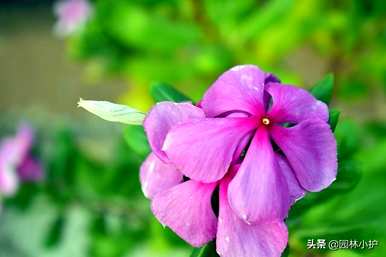 什么花四季盛开，什么花四季盛开？