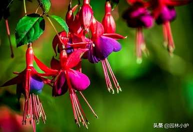 什么花四季盛开，什么花四季盛开？