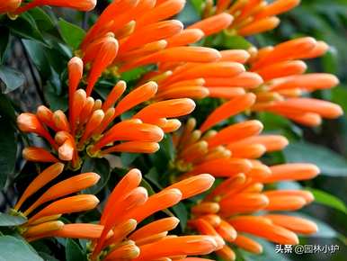 什么花四季盛开，什么花四季盛开？