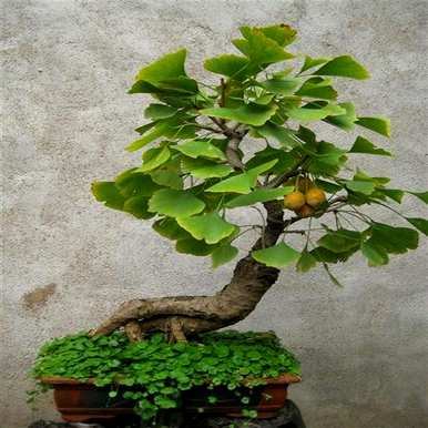 怎样养银杏盆景，怎样养银杏盆景才好看
