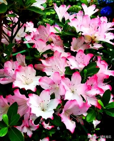 夏天怎么养杜鹃花，夏天怎么养杜鹃花黄叶？