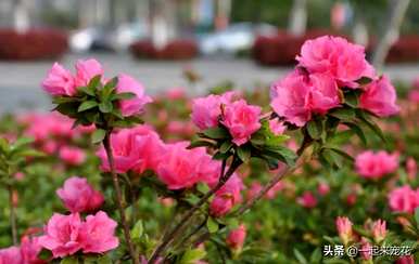 夏天怎么养杜鹃花，夏天怎么养杜鹃花黄叶？