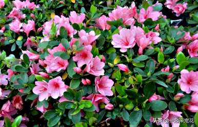 夏天怎么养杜鹃花，夏天怎么养杜鹃花黄叶？