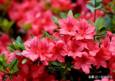 夏天怎么养杜鹃花，夏天怎么养杜鹃花黄叶？