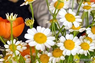 少瓣洋甘菊花期，洋甘菊花期多长
