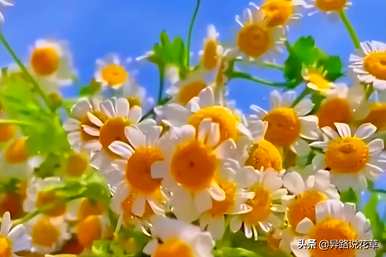 少瓣洋甘菊花期，洋甘菊花期多长