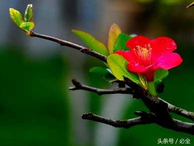 杜鹃花的养殖技巧和方法，杜鹃花如何养殖？