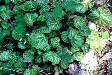 虎耳草花卉养殖视频、虎耳草养殖方法及注意事项