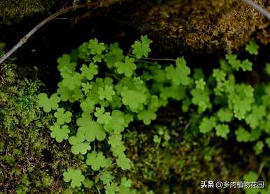 虎耳草花卉养殖视频、虎耳草养殖方法及注意事项