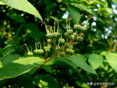 虎耳草花卉养殖视频、虎耳草养殖方法及注意事项