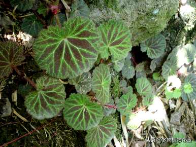 虎耳草花卉养殖视频、虎耳草养殖方法及注意事项