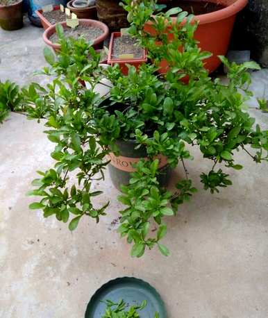 蓝雪花几月份开花，蓝雪花为什么不开花？