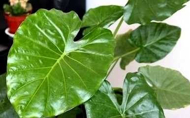 滴水观音烂根的养殖方法，如何补救滴水观音烂根？