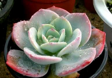 多肉植物如何饲养，多肉植物如何维护龙泉驿区