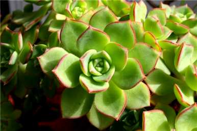 多肉植物如何饲养，多肉植物如何维护龙泉驿区