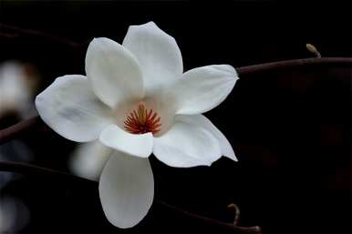 玉兰花什么时候开花，玉兰花怎么开花？