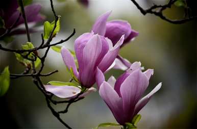 玉兰花什么时候开花，玉兰花怎么开花？