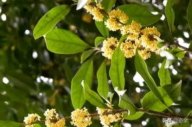 桂花品种适合农村庭院，桂花品种有多少种？