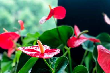 火鹤花叶子发黄的原因是什么？火鹤花叶子发黄怎么了？