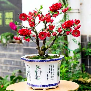 四季海棠一年开几次花，为什么四季海棠寿命短？