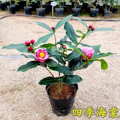 四季海棠一年开几次花，为什么四季海棠寿命短？