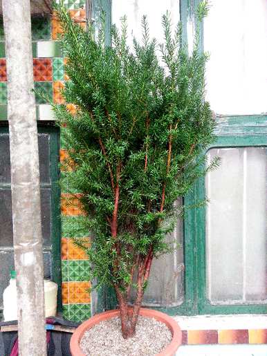 红豆杉盆景养殖方法，红豆杉盆景种植方法
