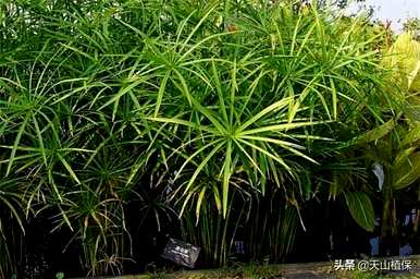 家庭种植的竹子有哪些品种，竹子有哪些品种？
