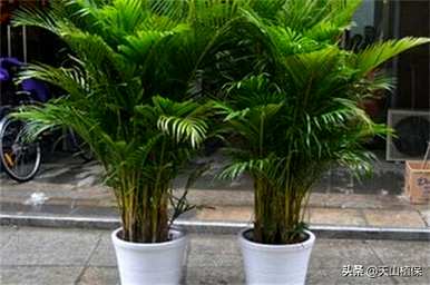家庭种植的竹子有哪些品种，竹子有哪些品种？