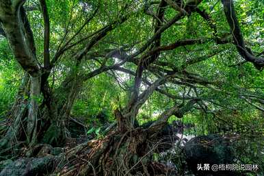 行道树有哪些树种，行道树有哪些树种和图片？
