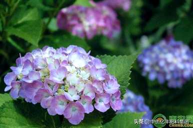 绣球花种植技术，如何种植绣球花？