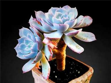 如何种植石莲，如何种植石莲