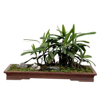 棕竹花盆景图，棕竹盆景怎么养？